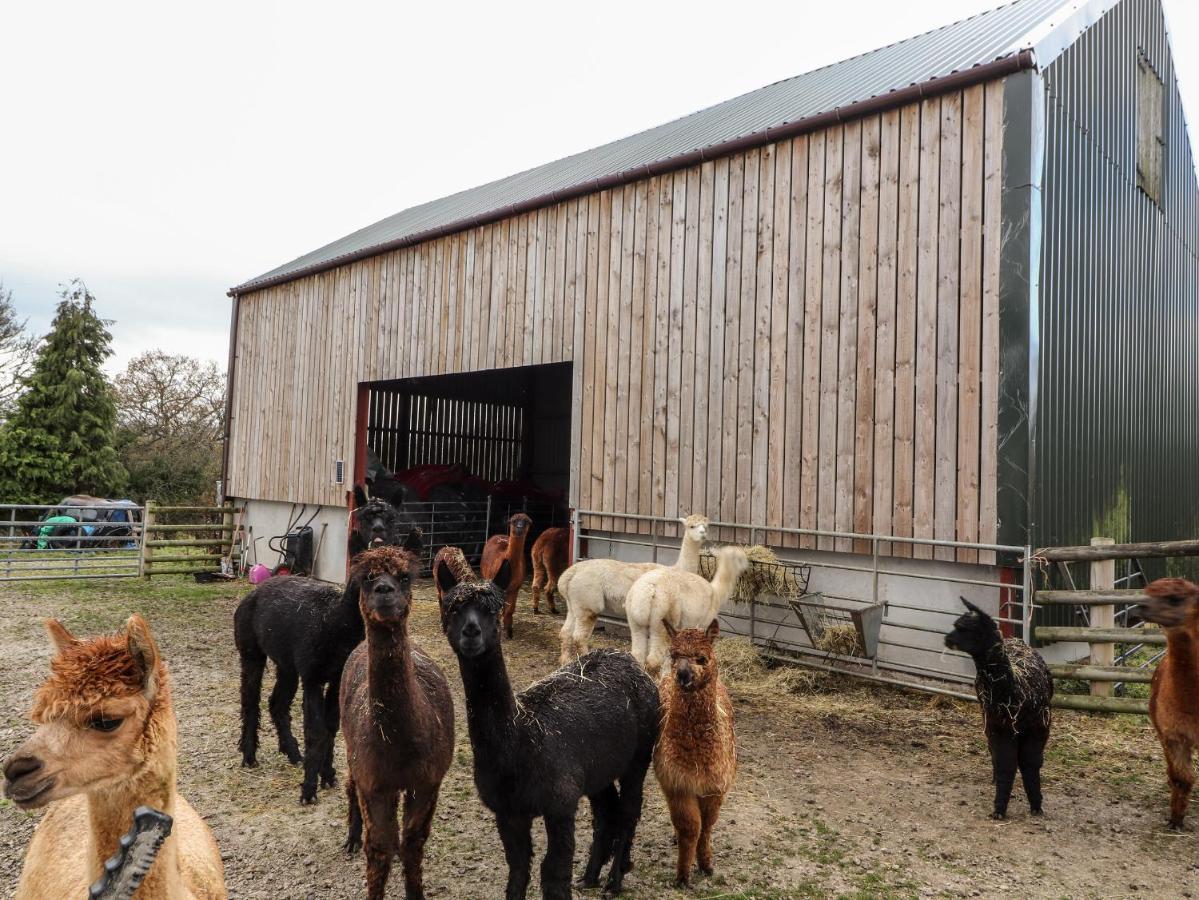 Holiday home Colomendy Alpaca Farm - *